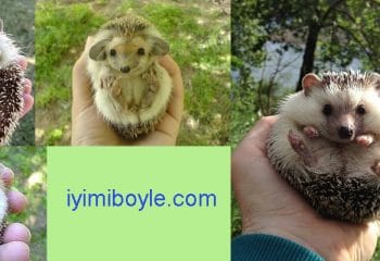 Dünyanın En Tatlı Hayvanlarından Biri Olan Kirpiler