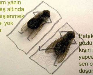 Kışın Sinekler Nereye Gider