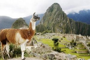 Machu-Picchu-Antik-Kenti-hayvanlari