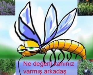 Doğal Sivrisinek Kovucu Saksı Bitkileri