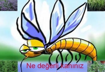 Doğal Sivrisinek Kovucu Saksı Bitkileri