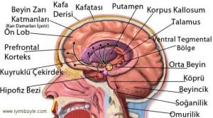 insan-beyni-hakkinda