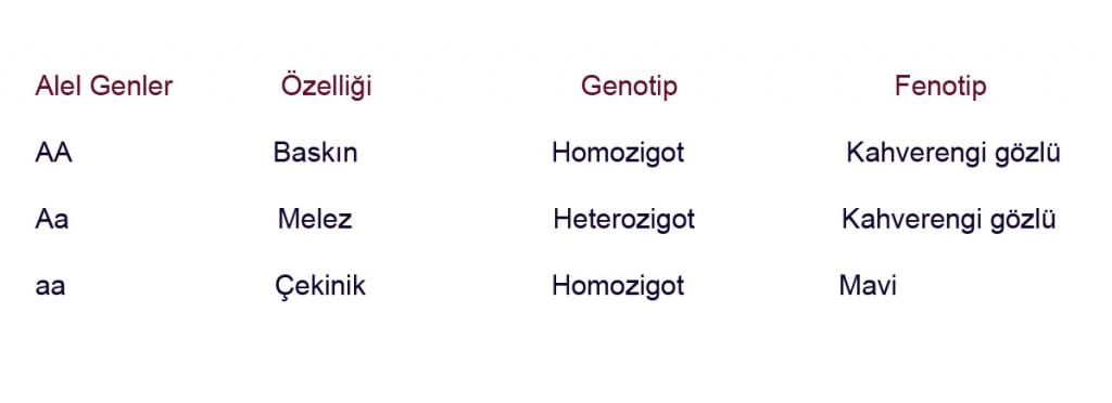 alel-genler
