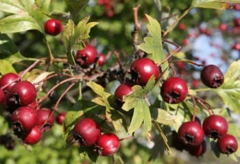 Alıç Bitkisinin Faydaları Nelerdir