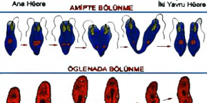 Eşeysiz ve Eşeyli Üreme