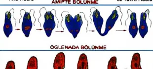 Eşeysiz ve Eşeyli Üreme