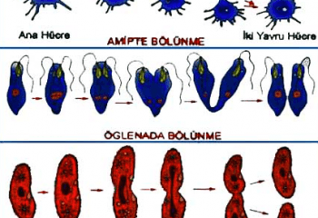 Eşeysiz ve Eşeyli Üreme