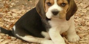 En Güzel Köpek İsimleri