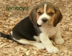 en-guzel-disi-kopek-isimleri