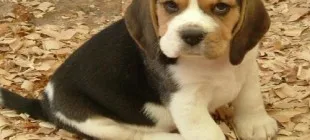 En Güzel Köpek İsimleri