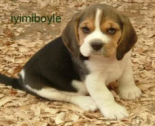 En Güzel Köpek İsimleri