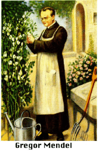 gregor-mendel