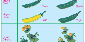 Kalıtsal Çaprazlamalar ve Mendel Kanunları