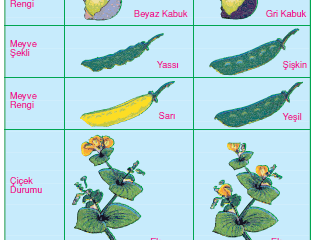 Kalıtsal Çaprazlamalar ve Mendel Kanunları