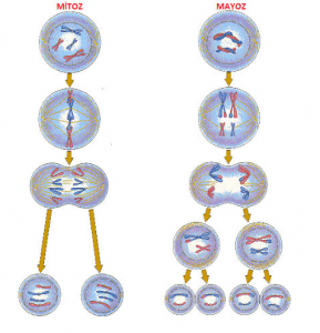 mitoz mayoz evreler