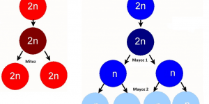 Mitoz ve Mayoz Bölünme Arasındaki Farklar