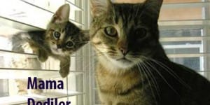 En iyi 5 Kedi Maması