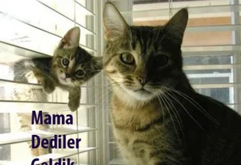 En iyi 5 Kedi Maması