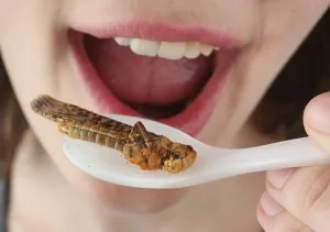 en lezzetli bocekler