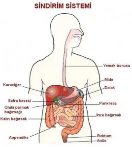 sindirim-sistemi