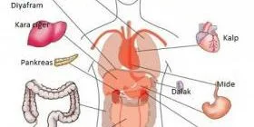 İç Organlarımız Hakkında 10 İlginç Bilgi
