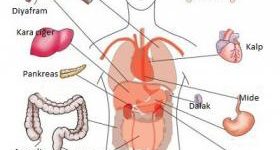 İç Organlarımız Hakkında 10 İlginç Bilgi