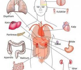 İç Organlarımız Hakkında 10 İlginç Bilgi