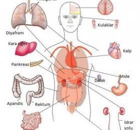 İç Organlarımız Hakkında 10 İlginç Bilgi