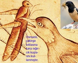 Anadolu ve Osmanlı’da Çekirge ve Böcek İstilaları