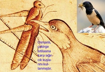 Anadolu ve Osmanlı’da Çekirge ve Böcek İstilaları