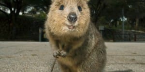 Dünyanın En Mutlu Hayvanı Quokka Nedir?