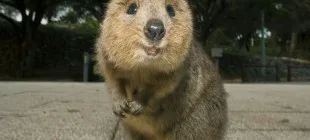 Dünyanın En Mutlu Hayvanı Quokka Nedir?