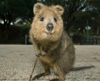 Dünyanın En Mutlu Hayvanı Quokka Nedir?
