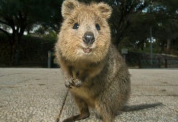 Dünyanın En Mutlu Hayvanı Quokka Nedir?