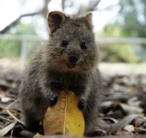 quokka-nedir