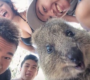 quokka-selfie-trend