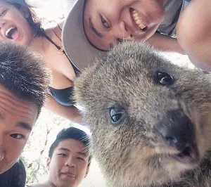 quokka-selfie-trend