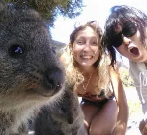 quokkaselfie