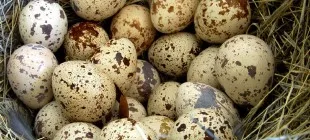 Bıldırcın Yumurtasının Faydaları ve Zararları