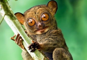 Tersiyer (Primat) Hayvanı Nedir?