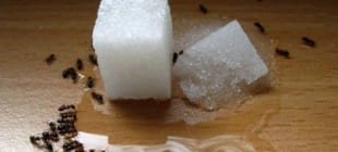 Evdeki Karıncalardan Kurtulmanın 10 Doğal Yolu