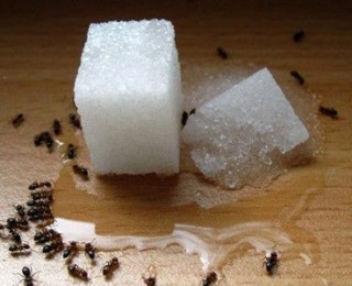Evdeki Karıncalardan Kurtulmanın 10 Doğal Yolu