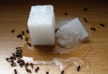 Evdeki Karıncalardan Kurtulmanın 10 Doğal Yolu