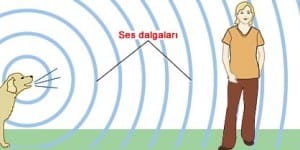 Ses Nedir? Ses Dalgası Nasıl Oluşur?