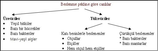 Beslenme-sekillerine-gore-canlilar
