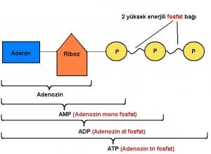 atp-adenozintrifosfat