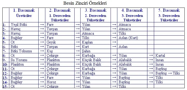besin-zinciri