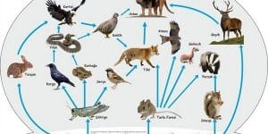 Canlılar ve Enerji İlişkileri