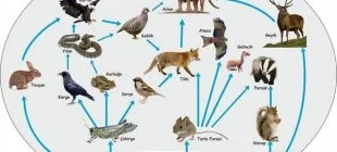 Canlılar ve Enerji İlişkileri