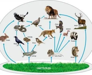 Canlılar ve Enerji İlişkileri